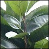 Gummibaum - Ficus Elastica