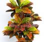 Kunstpflanze Croton Detail Eg48