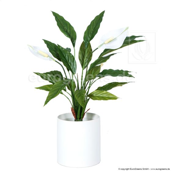 künstliche Spathiphyllum Pflanze ca. 50cm 3 Blüten Übertopf