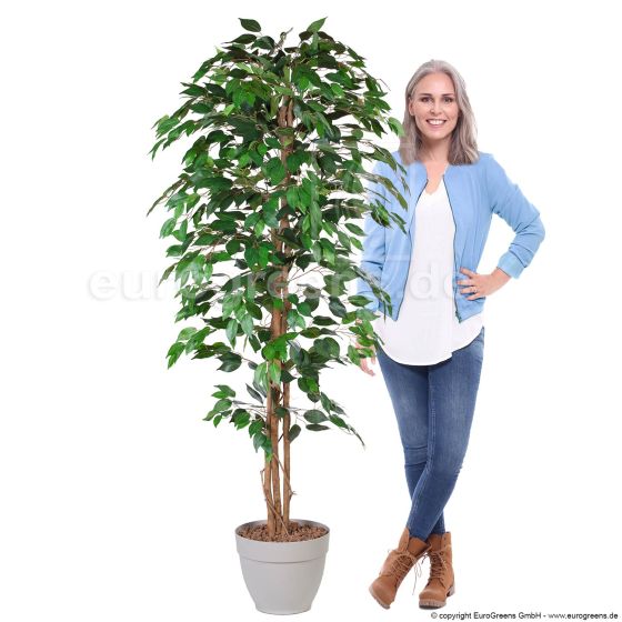 künstlicher Ficus Naturstamm 170 180cm Mensch
