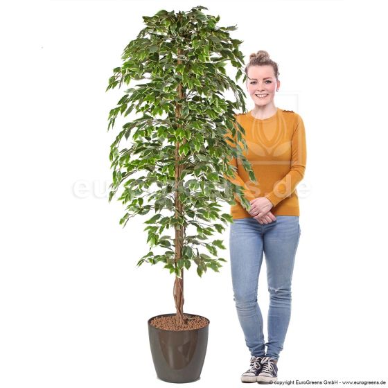 Kunstbaum Ficus Exotica 210cm Blätter grün creme Mensch Vergleich