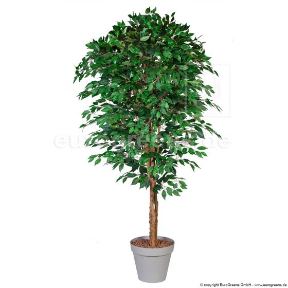 Kunstbaum künstlicher Jade Ficus 190cm Übertopf