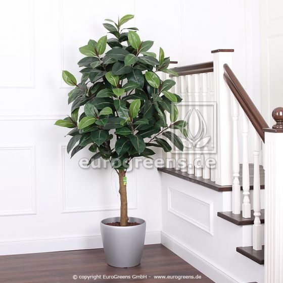 Kunstpflanze Gumibaum Eg7 7650 1