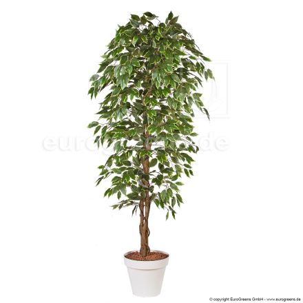 künstlicher Baum Ficus Exotica 170-180cm creme grün