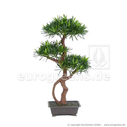 künstlicher Podocarpus Tempelbaum De Luxe ca. 85cm
