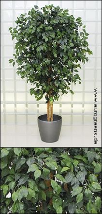künstlicher Jade-Ficus ca. 190cm