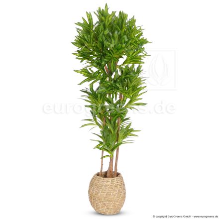 Kunstpflanze Dracaena Compacta ca. 170cm