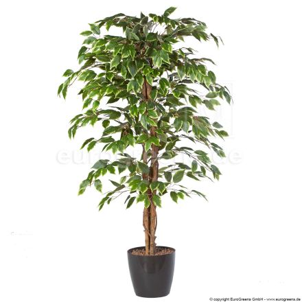 Kunstpflanze Ficus Exotica grün weiss ca. 120cm
