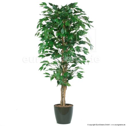 Kunstpflanze Ficus Benjamini grün  ca. 150cm