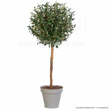 Oliven Kugelbaum mit Früchten ca. 120cm
