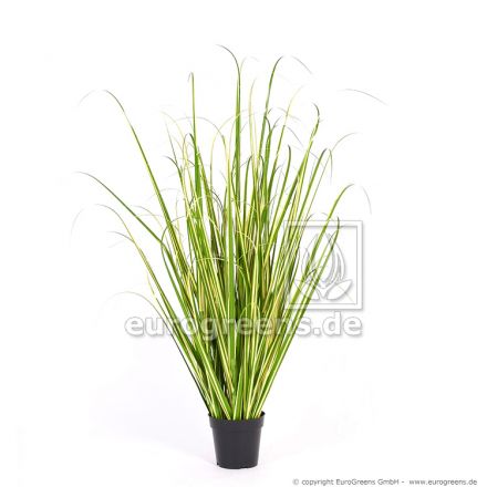 Varigated Gras getopft 105cm
