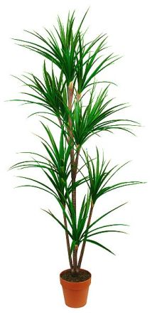 Kunstpflanze Dracaena Marginata ca. 170cm naturgrün