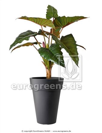 Alocasia Kunstpflanze ca. 160cm