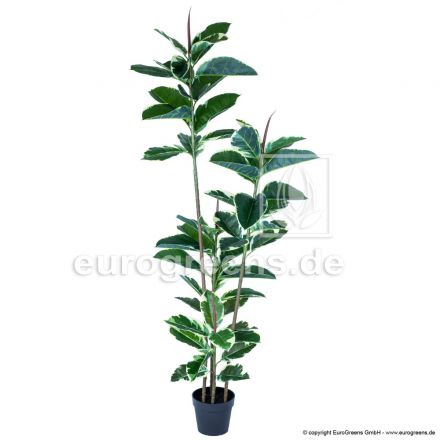 Kunstpflanze Gummibaum ca. 160-170cm