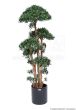 Künstlciher Bonsai Tempelbaum Podocarpus 180cm