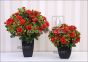 kuenstliche Bluehende Topfpflanze Belgium Azalee rot 25cm Vergleich