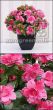 künstliche Blühende Topfpflanze Belgium Azalee pink 25cm Vorschau