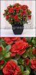 künstliche Blühende Topfpflanze Belgium Azalee rot 25cm Vorschau