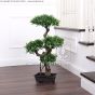 Ega 0373 Kunstpflanze Podocarpus Bonsai