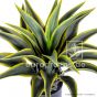 künstliche Agavenpflanze 55cm Detail Eg40 1012