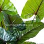 künstliche Alocasia Pflanze 150cm Blattdetail Eg19 1004