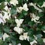 künstliche Bougainvillea Liana 120cm weiß creme Blüten 1