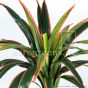 künstliche Dracäna Pflanze ca. 80cm C