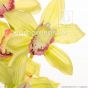 künstliche hellgrün Blühende Cymbidium Orchidee 50cm Blütendetail Ega W104 1