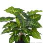 künstliche Nephthytis Pflanze ca. 40cm