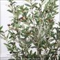 künstliche Olive Mediterrana Mini 110cm mit Früchten 4