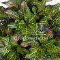 künstlicher Baum Croton 150cm Blattdetail