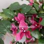 künstlicher Bougainvillea Bonsai 140cm mit Blüten in pink Detail Ega 4404 3 1