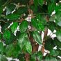 künstlicher Fat Ficus Liane 170 180cm Blätter