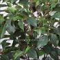 künstlicher Ficus Benjamini De Luxe 100 110cm 4