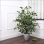 künstlicher Ficus Benjamini De Luxe 100 110cm