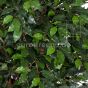 künstlicher Ficus Liane Miniblatt De Luxe grün 150cm Kunstbaum Blätter