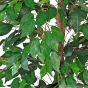 künstlicher Ficus Naturstamm 170 180cm Blatter