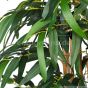 künstlicher Jade Bambus 90cm Blätter