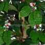 künstlicher Kaffeebaum 130 cm Blüten Früchte Detail