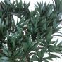 künstlicher Podocarpus Bonsai 65cm Blätter