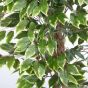 Kunstbaum Ficus Exotica 120cm Blätter grün creme Detail