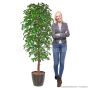 Kunstbaum künstlicher Ficus Benjamini 210cm Mensch Vergleich 1