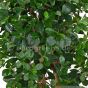 Kunstbaum Orientalischer Ficus 150 160cm Blätter