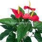 Kunstblume künstliche Anthurie rot blühend 45cm Detail Blüte Eg24 1028