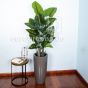 Kunstpflanze künstliche Alocasia Pflanze 150cm Deko