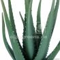 Kunstpflanze künstliche Alö Vera 45cm Detail Eg32 605