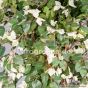 Kunstpflanze künstliche Bougainvillea 120 130cm weiße Blüten Detail Ega 4404 1