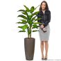 Kunstpflanze künstliche Dieffenbachia 100 110cm hoch Mensch