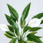 Kunstpflanze künstliche Spathiphyllum Pflanze ca. 50cm mit 3 weißen Blüten Blütendetail