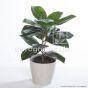 Kunstpflanze künstlicher Gummibaum ca. 50cm Deko